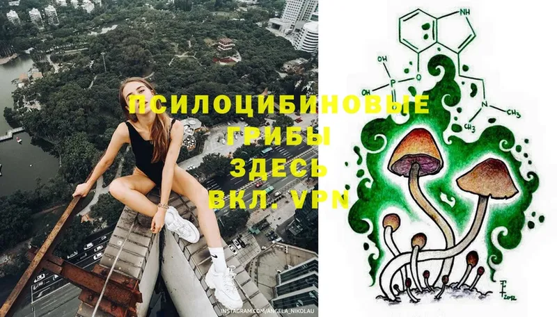 Псилоцибиновые грибы Cubensis  Сыктывкар 